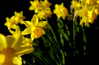 Daffodils 15 N7