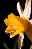 Daffodils 08 N7