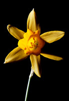 Daffodils 04 N7