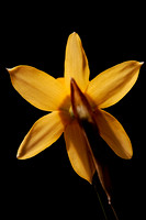 Daffodils 09 N7