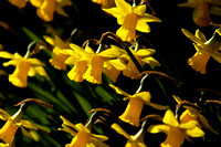 Daffodils 13 N7