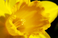 Daffodils 01 N7