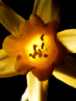 Daffodils 05 N7