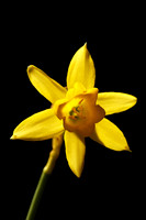 Daffodils 10 N7