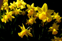 Daffodils 14 N7