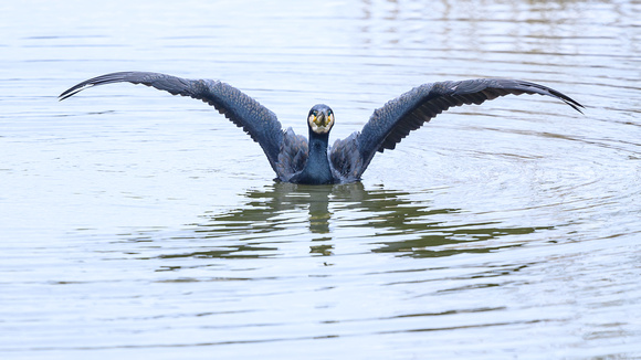 Cormorant 021 N828