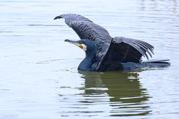 Cormorant 023 N828