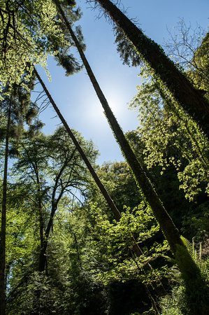 Lydford Gorge 004 N353