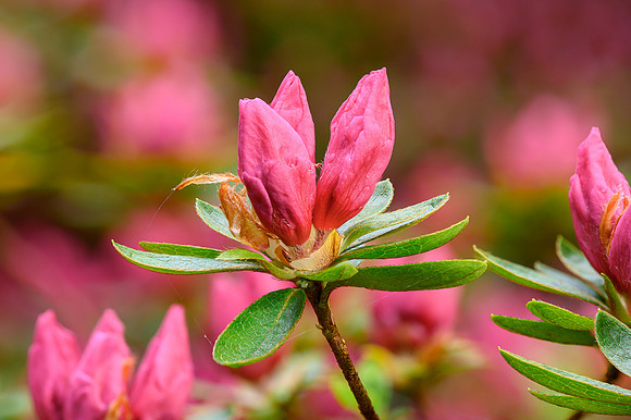 Azalea 017 N786