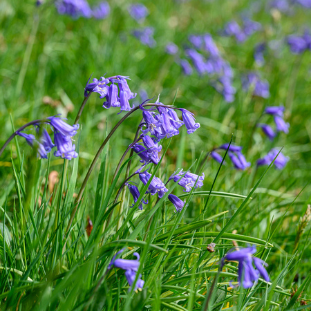 Bluebells 064 N787