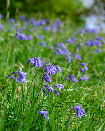 Bluebells 062 N787