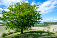 Sundon Hills 003 N853