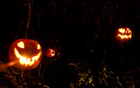 Blackleach pumpkins 018 D84