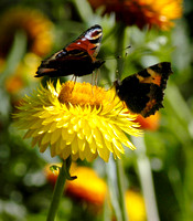 Butterflies 09 N12