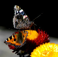 Butterflies 05 N12