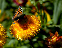 Butterflies 15 N12