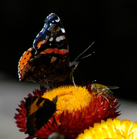 Butterflies 03a N12