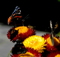 Butterflies 03 N12