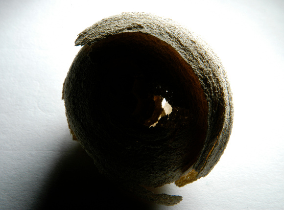 Wasps Nest 06 N18