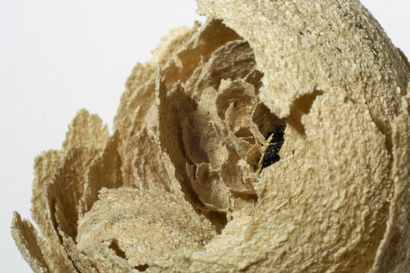 Wasps Nest 03 N18