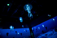 AquAIRium 016 N542