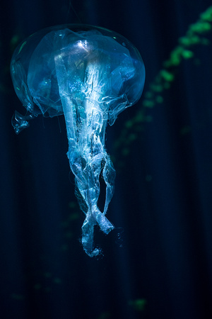 AquAIRium 010 N542