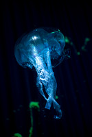 AquAIRium 002 N542