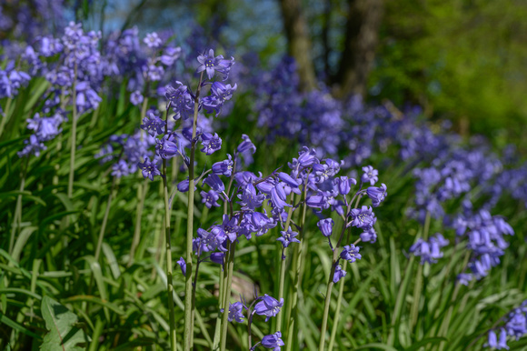 Bluebells 022 N786