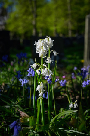 Bluebells 034 N786