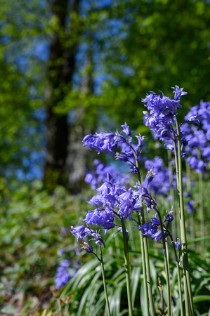 Bluebells 040 N786