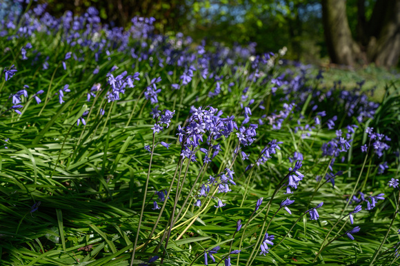 Bluebells 019 N786