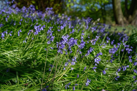 Bluebells 020 N786