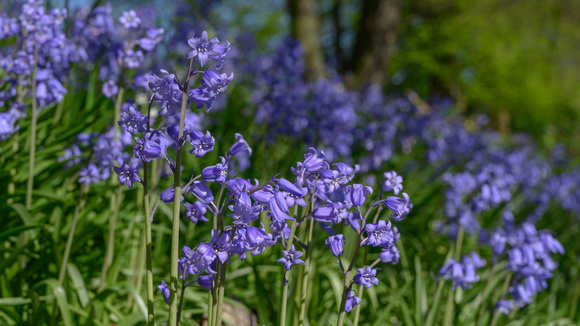 Bluebells 023 N786