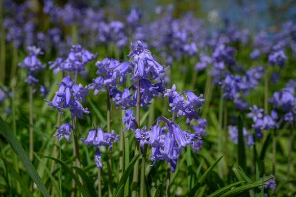 Bluebells 024 N786