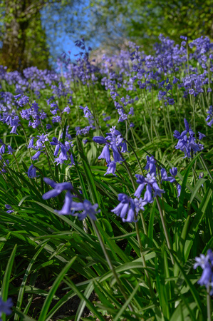 Bluebells 026 N786