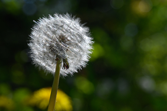 Dandelion 084 N792