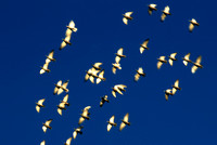 Birds in flight 2 N2