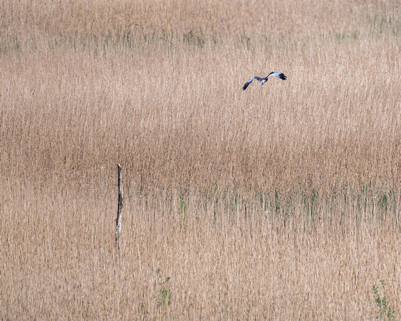 Marsh Harrier 059 N1066