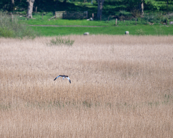 Marsh Harrier 060 N1066