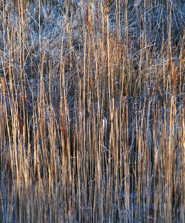 Martinmere icy reeds N2