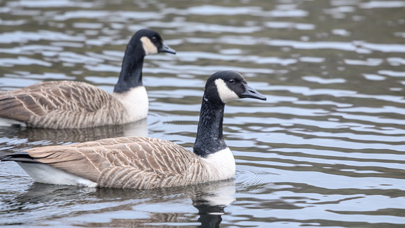 Canada Geese 003 N812