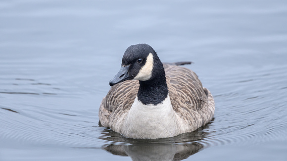 Canada Geese 004 N812