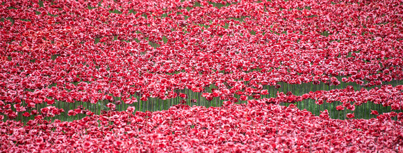 Tower Poppies 022 N364