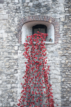 Tower Poppies 012 N364