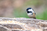 Coal Tit 001 N1123