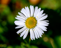 Daisy 009 N787