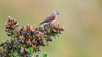 Linnet 024 N1139