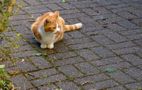 Ginger Butt 004 N793