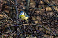 Blue Tit 039 N1138
