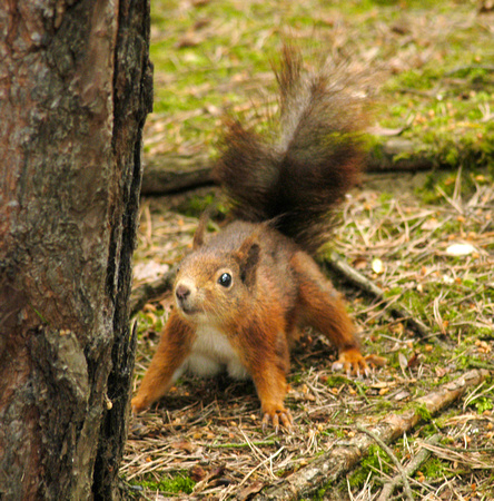 Red Squirrel 08 N9